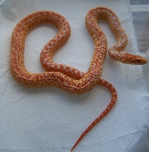 albino hi red het snow annectans