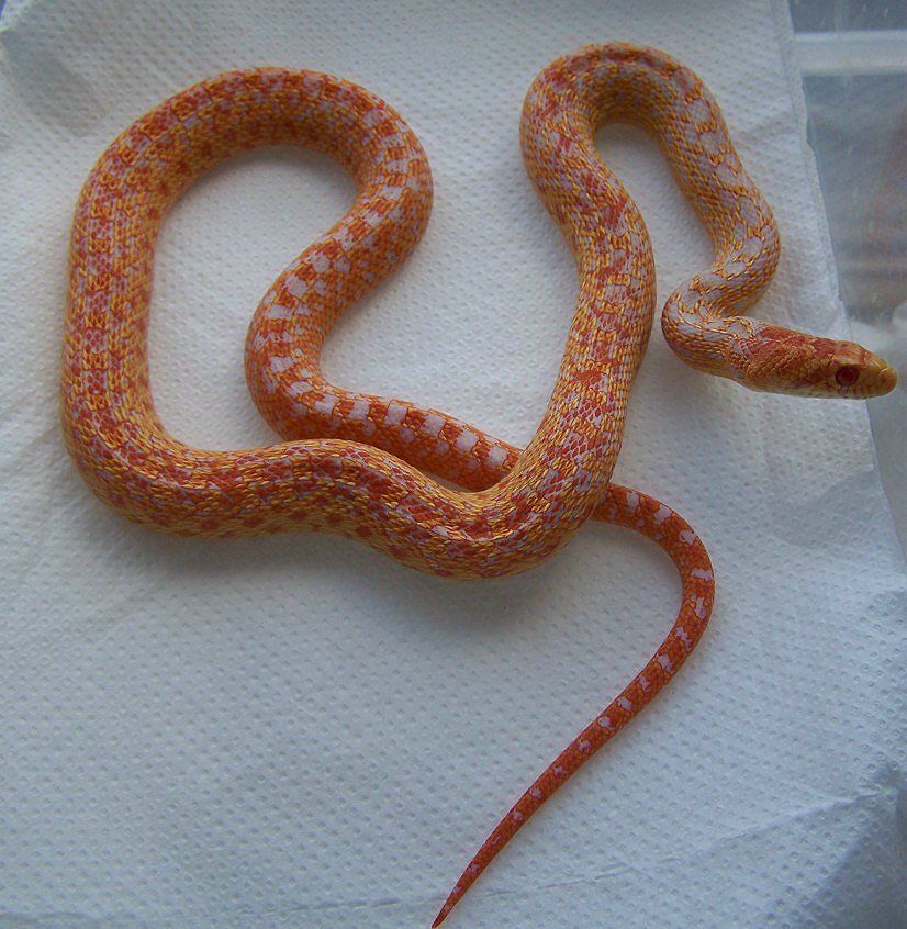 albino hi red het snow annectans