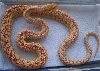 hi red albino annectans M