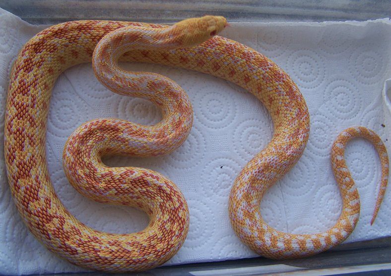 hi red albino annectans M