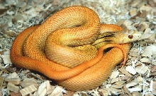 lemke hypo