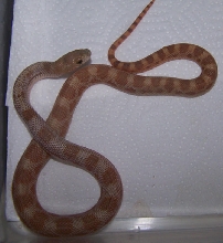 hypo deppei