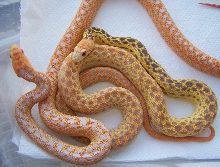 hypo eye