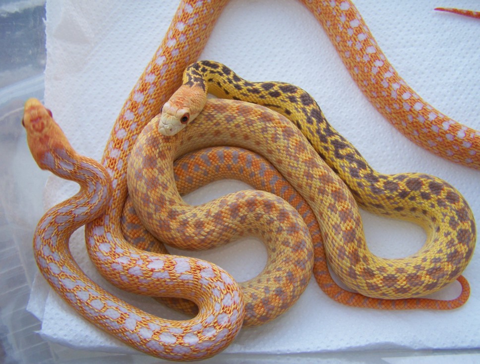 hypo eye