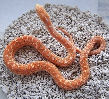 albino??