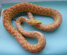 nice albino annectans