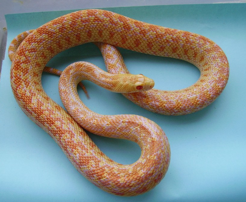 nice albino annectans
