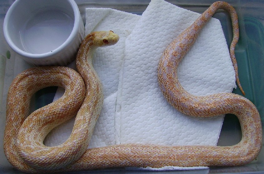 wierd albino