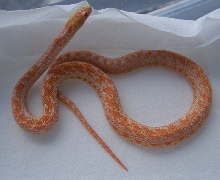 2006 mutedorangealbino