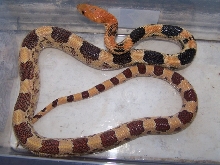 jani juvenile1