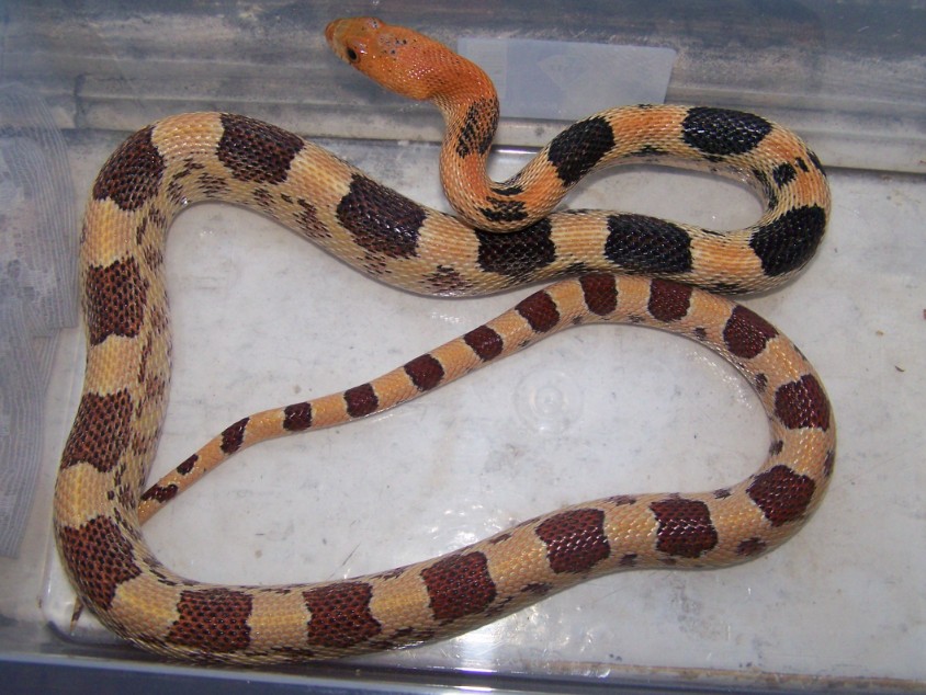 jani juvenile1