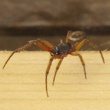 121106 Spider 01