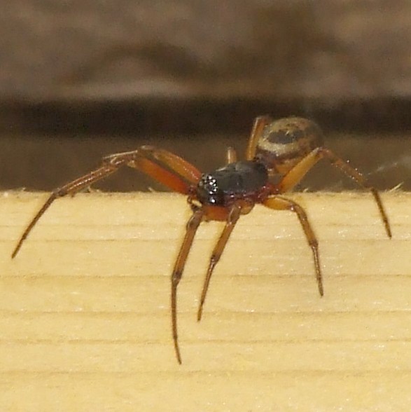 121106 Spider 01