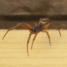 121106 Spider 02