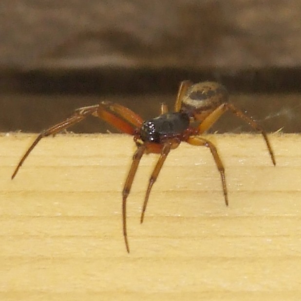 121106 Spider 02