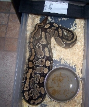 4800 Gram Ball Python Ovulating 1