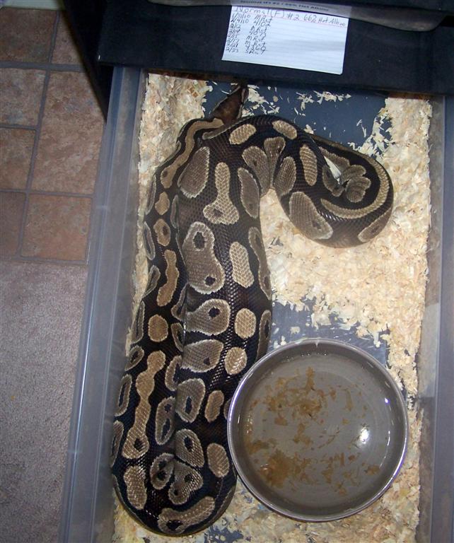 4800 Gram Ball Python Ovulating 1