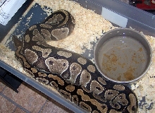 4800 Gram Ball Python Ovulating 2