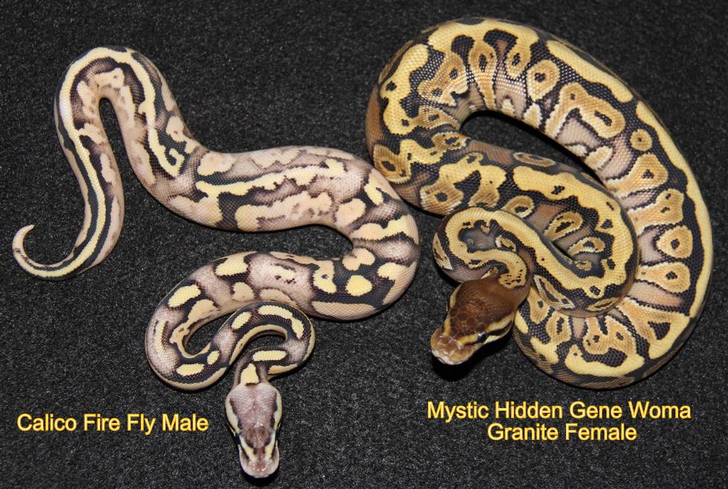 Calico Firefly