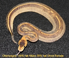 Champagne 100% het Albino 50% het Ghost Female