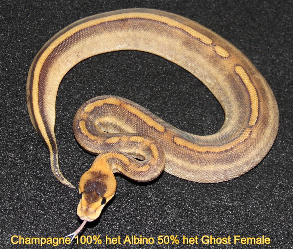 Champagne 100% het Albino 50% het Ghost Female