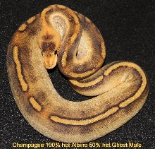 Champagne 100% het Albino 50% het Ghost Male