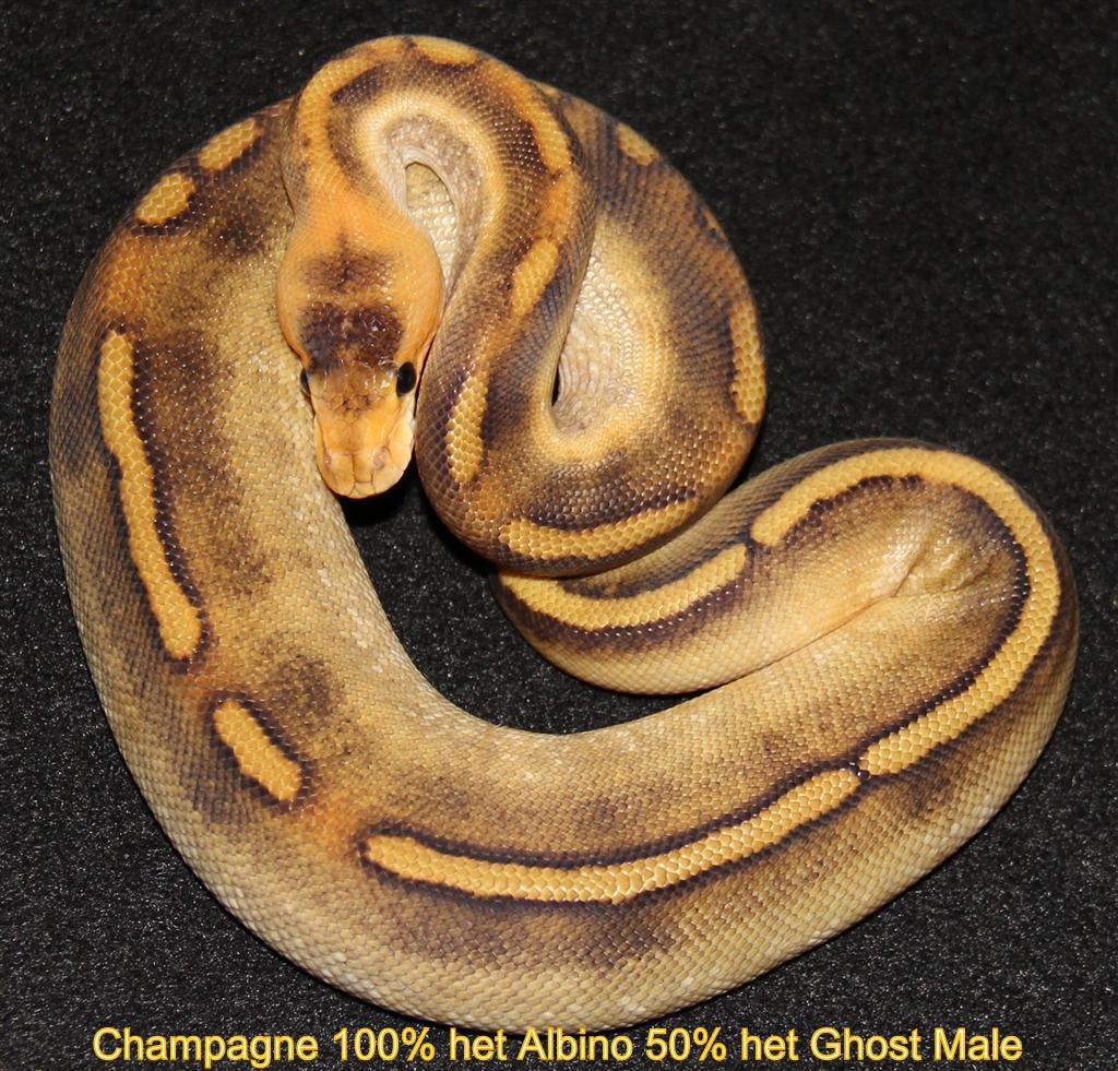 Champagne 100% het Albino 50% het Ghost Male