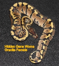 Hidden Gene Woma Granite Female