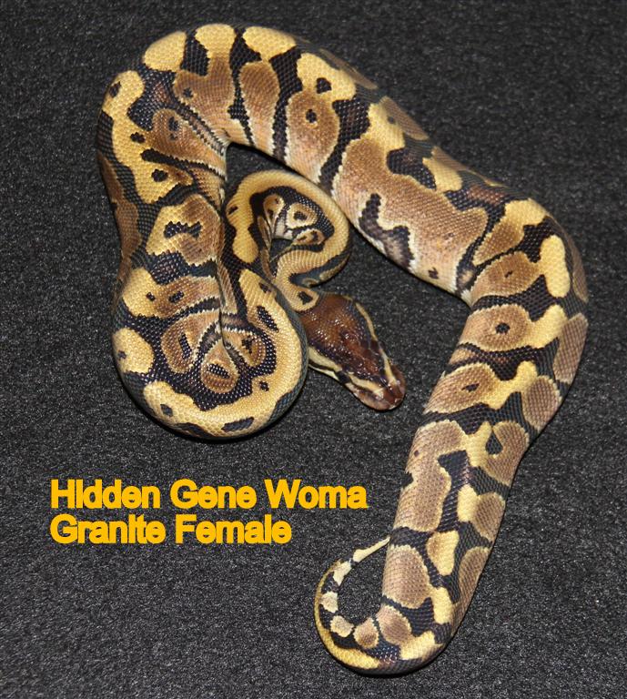 Hidden Gene Woma Granite Female