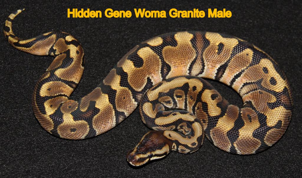 Hidden Gene Woma Granite male