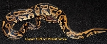 Leopard 100% het Pied Female
