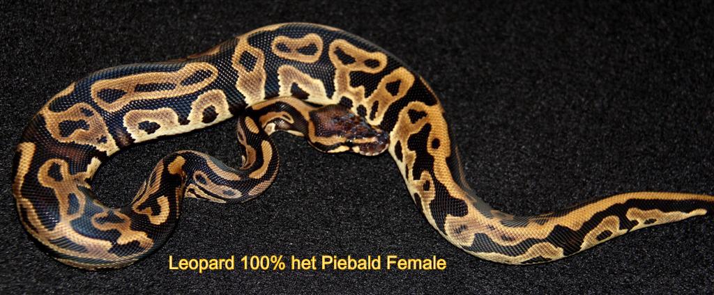 Leopard 100% het Pied Female
