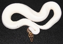 Leopard Pastel Piebald Male
