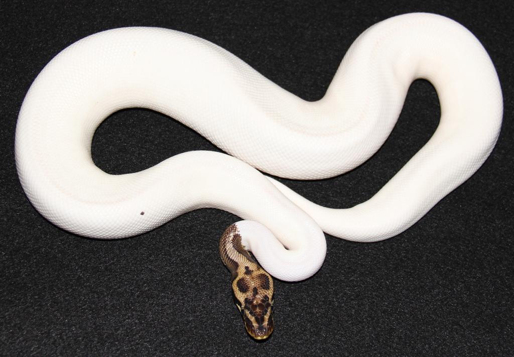 Leopard Pastel Piebald Male