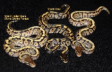 Mystic Hidden Gene Woma Granite & Mystic
