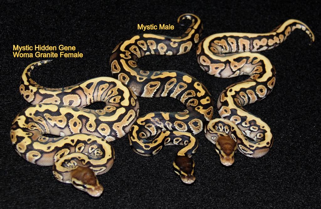 Mystic Hidden Gene Woma Granite & Mystic