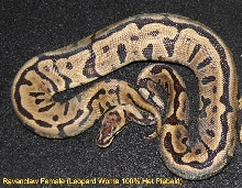 RavenClaw (Woma Leopard100% Het Pied)