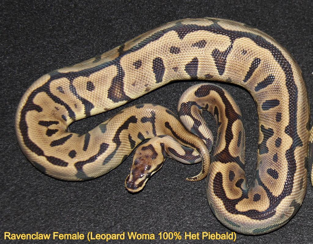 RavenClaw (Woma Leopard100% Het Pied)