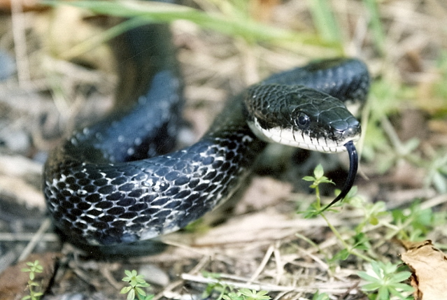 Black Rat Snake