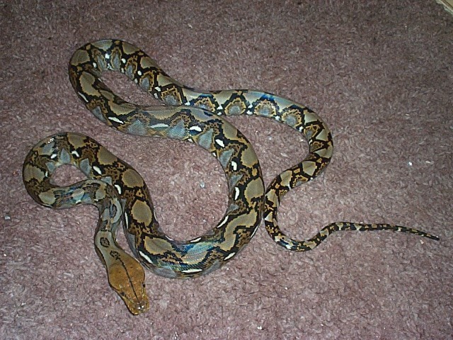 Kuning(my retic)