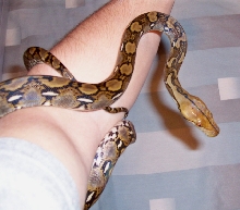 Female Yellowhead