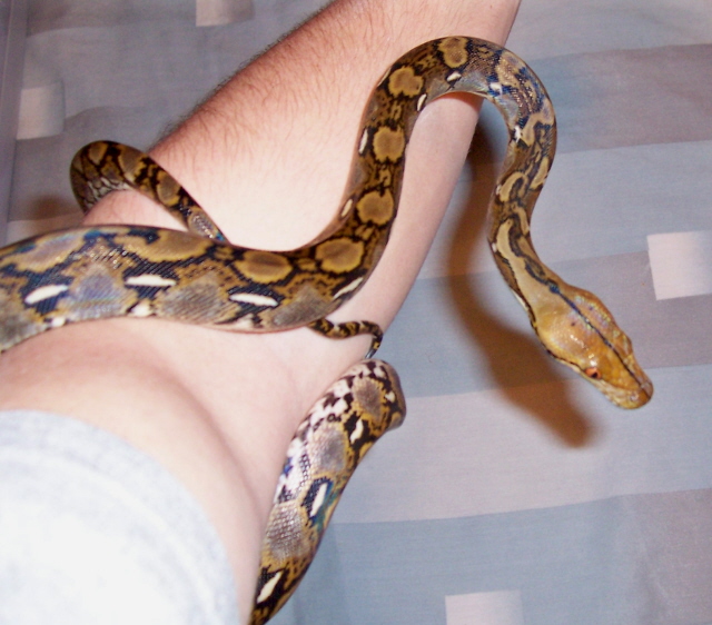 Female Yellowhead