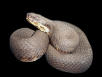 cottonmouth