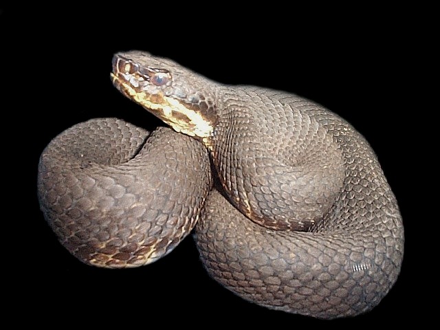 cottonmouth