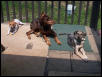 Sadie, Lukie, and Benny