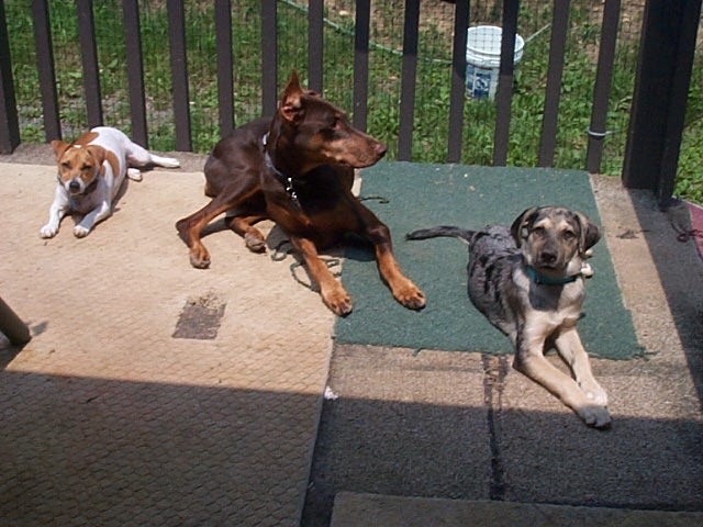 Sadie, Lukie, and Benny