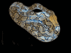 reticulated python