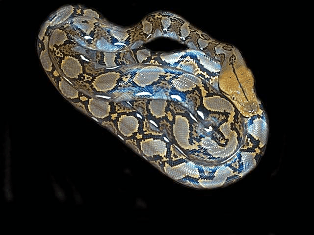 reticulated python
