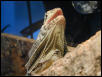 Female NG Frilled