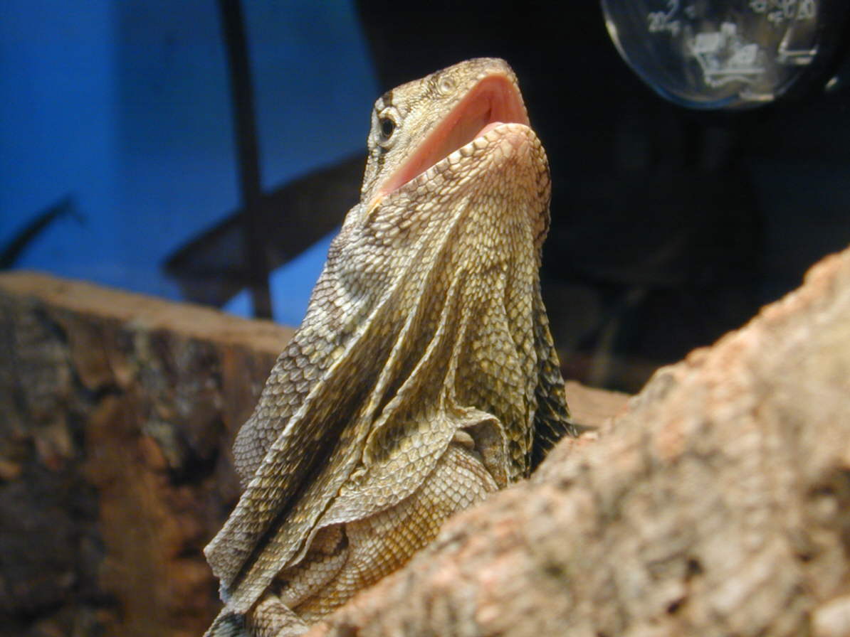 Female NG Frilled